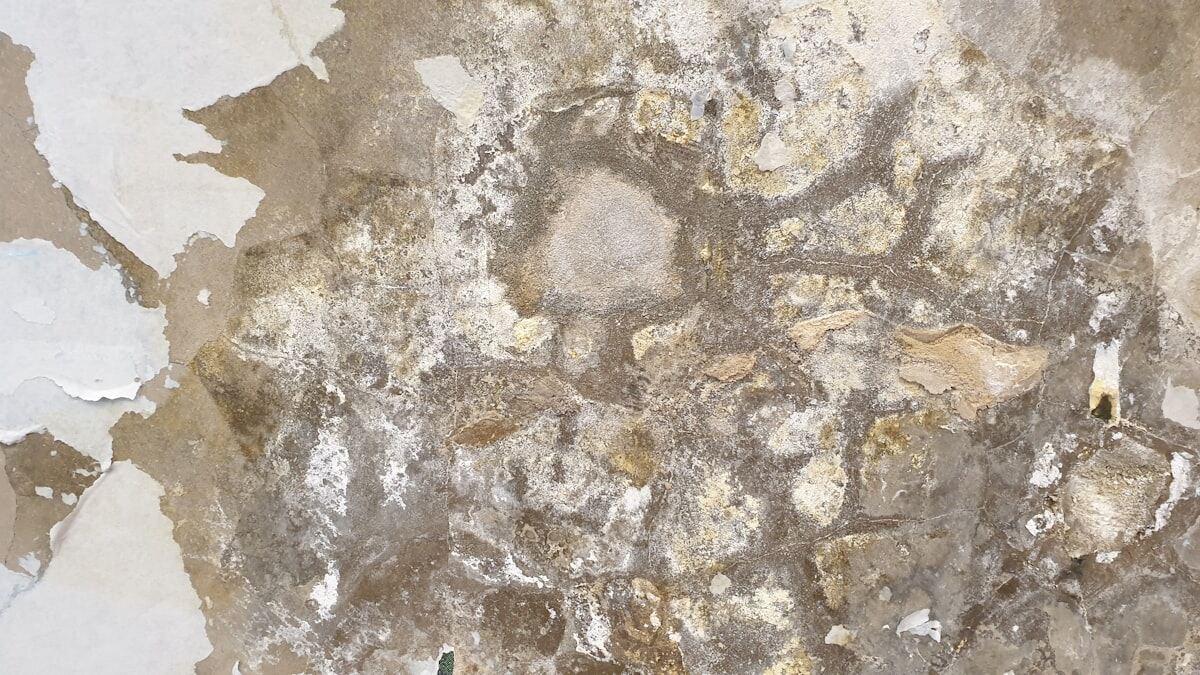 Mold and moisture damage spreading across an interior wall surface
